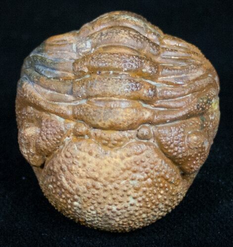 Bumpy, Enrolled Barrandeops (Phacops) Trilobite - Great Color #10597